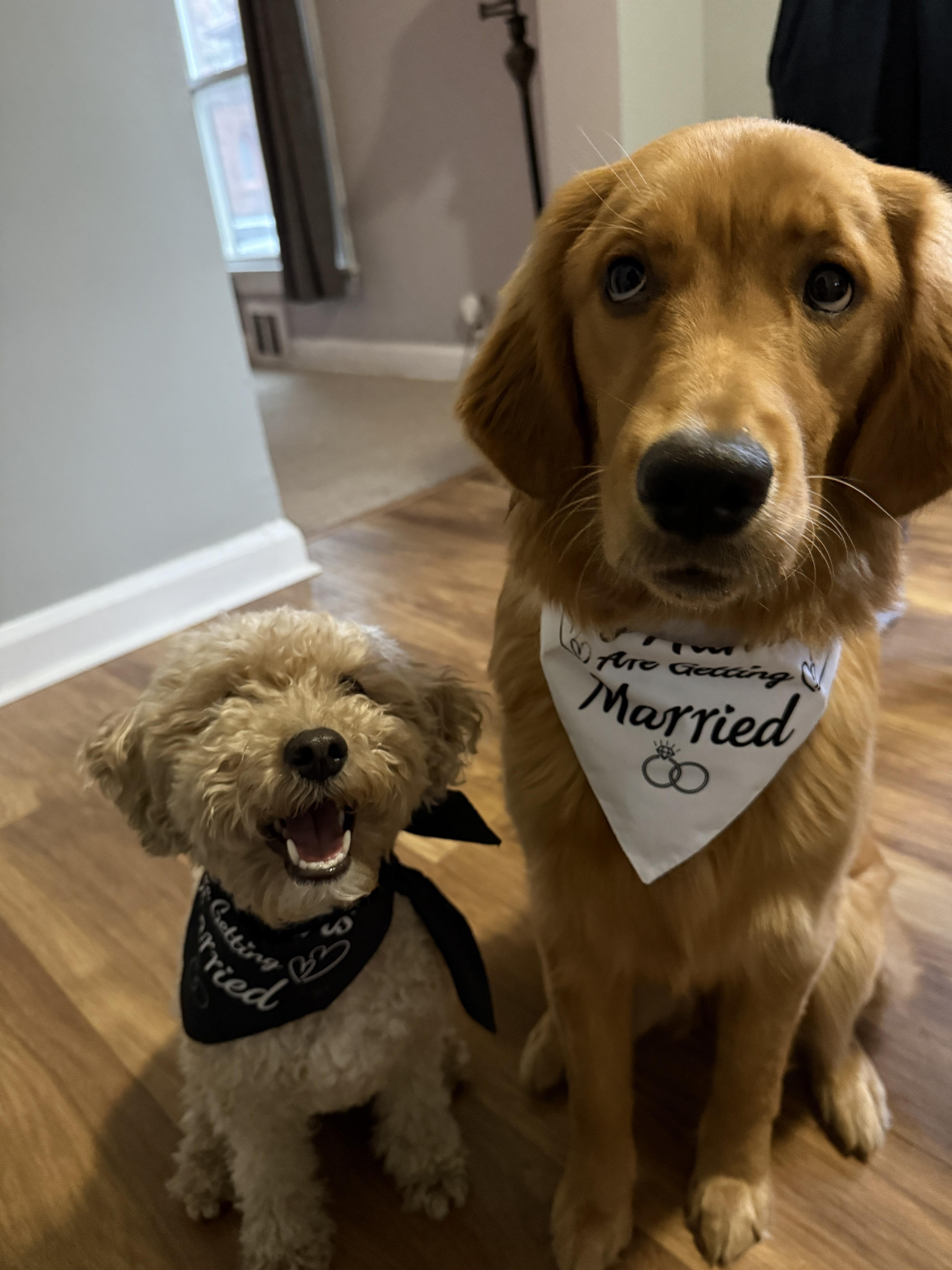 Lulu and Tarpon wearing Just Married bandanas